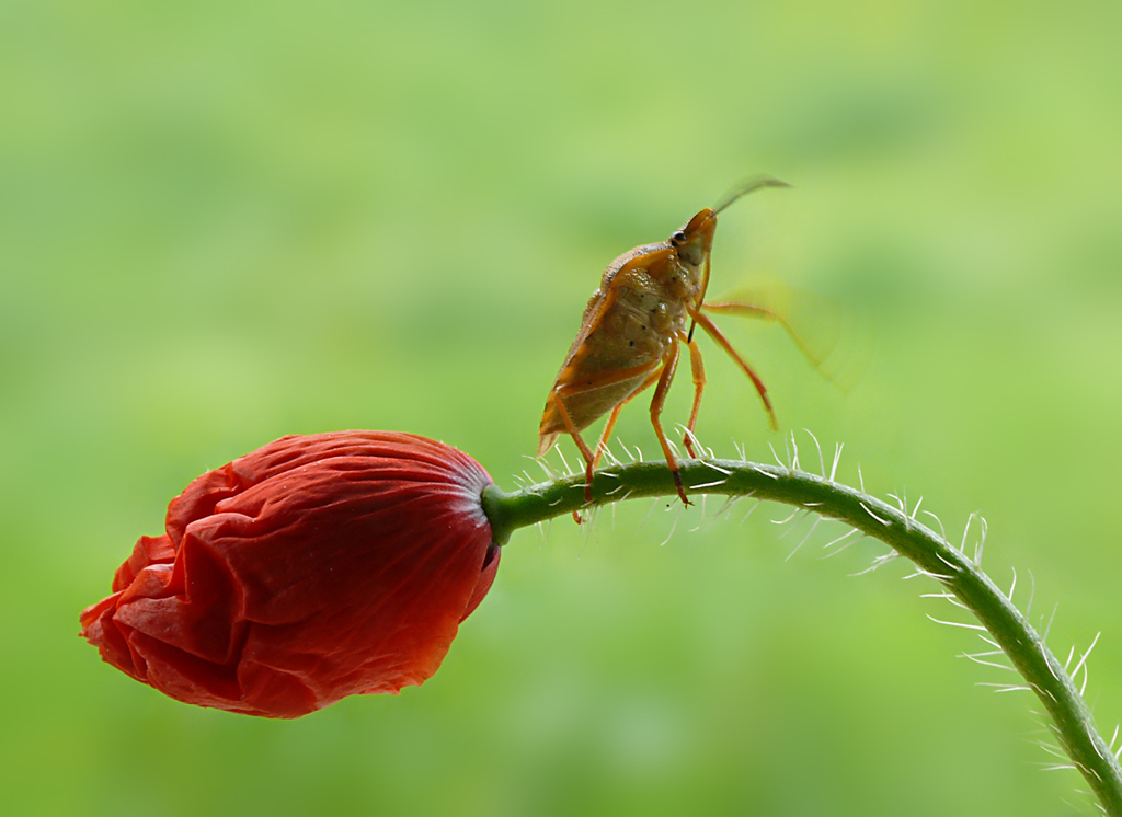 AjBabX[1].jpg - der Mohn der läst die Wanzen tanzen